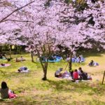 東京のお花見スポット！桜の名所おすすめ5選