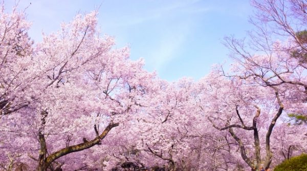 桜の開花時期とは 桜の分類と種類について