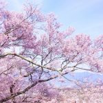 桜の開花時期とは？桜の分類と種類について
