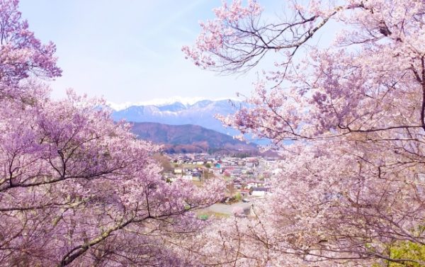 日本の代表的な桜の種類と品種とは？